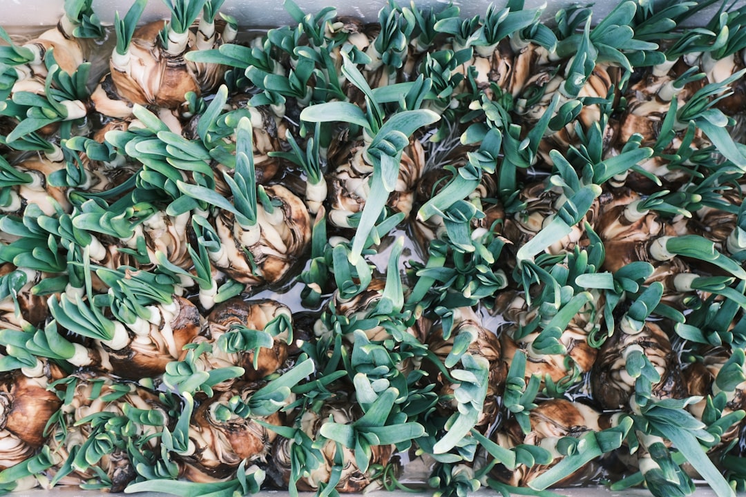 Botanical ingredient screening stage in custom herbal formulation services Canada