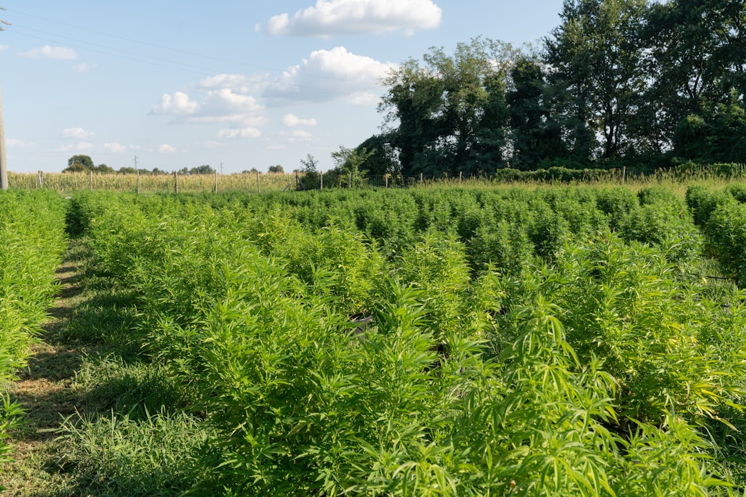 A cultivated medicinal herb farm, one side of wildcrafted vs cultivated herbs commercial sourcing