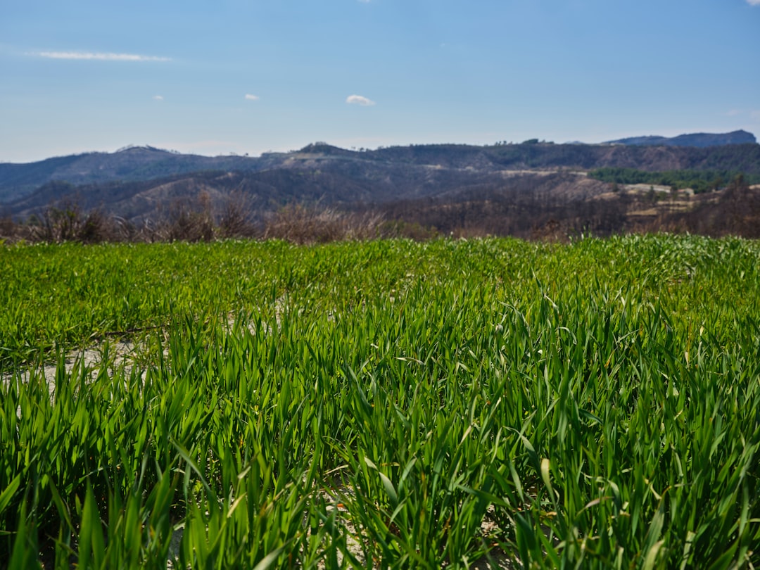 Botanical field harvest relevant to sustainable herbal sourcing certifications Canada