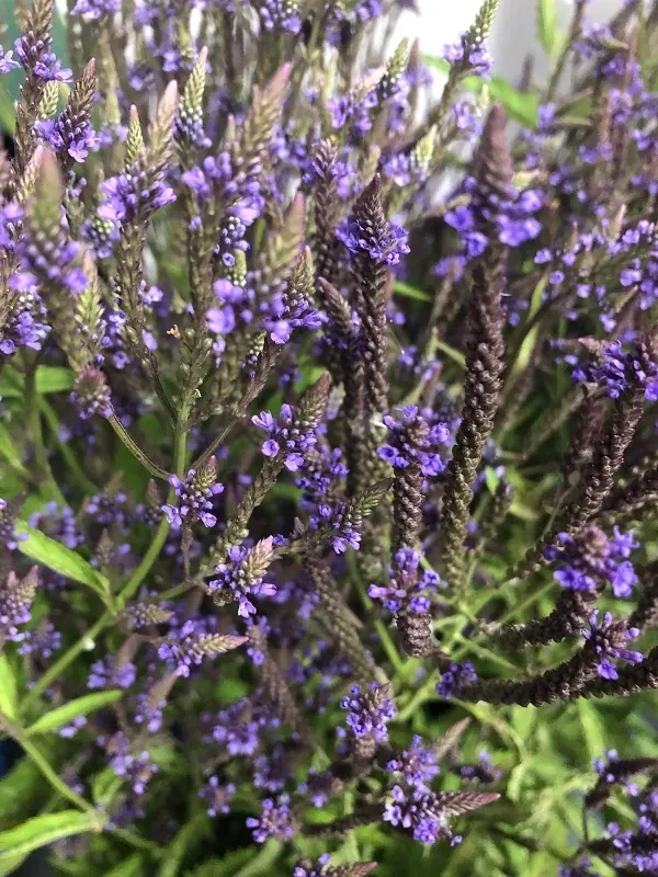 Locally Farmed Herbs