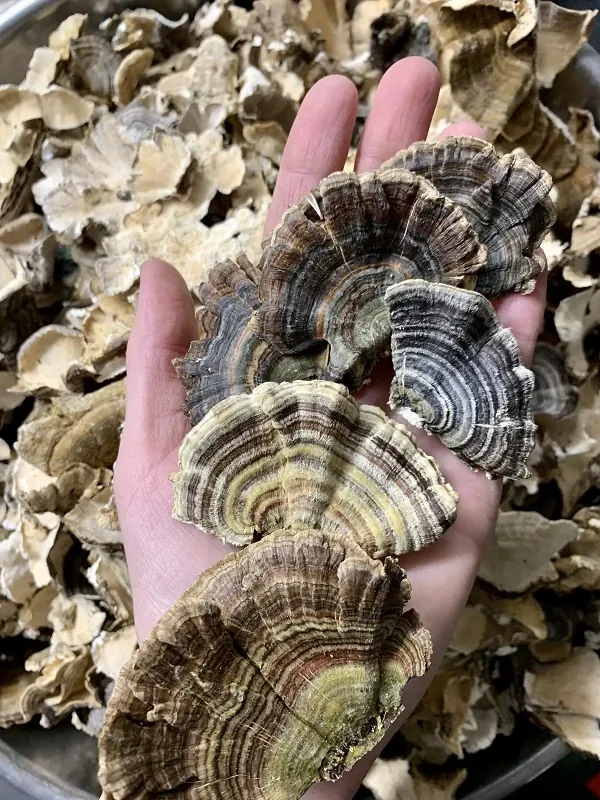 Image depicting some mushrooms